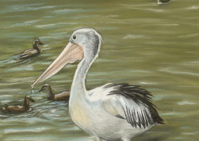 Pelican Study